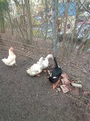 Prodám 3 ks bílé kachny